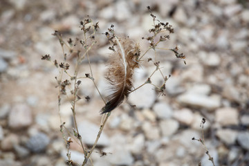 Dark birds feather