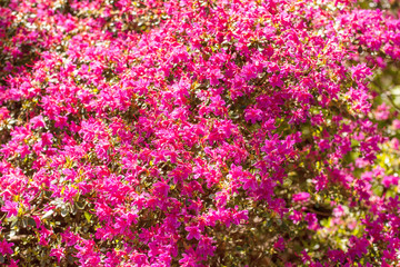 Obraz na płótnie Canvas Pink azalea blossom