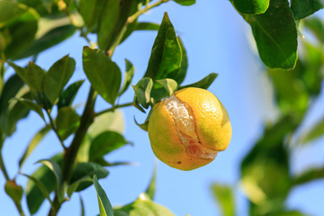 One ripe cracked mandarin on tree