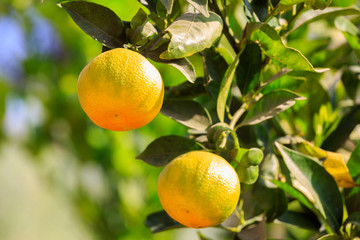 Pair of ripe mandarines on a tree