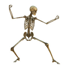 Human Skeleton
