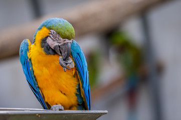 Ara militaire © PicsArt