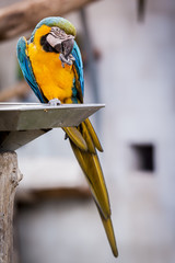 Perroquet ara jaune et bleu © PicsArt