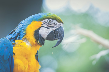 Perroquet ara jaune et bleu