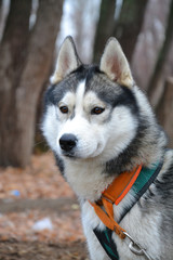 leader teams of sled dogs before the race