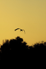 Silhouette of one stork who flying on sunrise