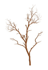 Dead Tree Design
