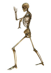 Human Skeleton