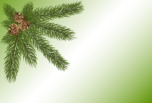 green fir twig with three brown cones on light background