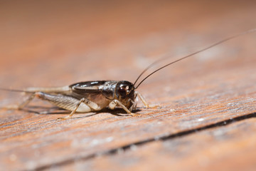 cricket