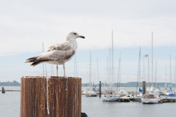 Fototapeta premium Möwe auf dem Pfahl beobachtet den Hafen