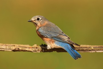 Eastern Bluebird