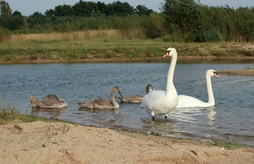 Swans