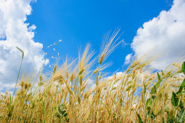Obraz premium Wheat field and blue sky with clouds