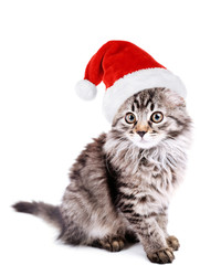 Beautiful kitten in Santa Claus hat isolated on white