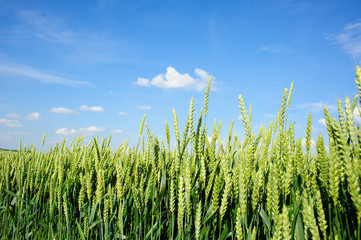 Wheat field and blue sky with clouds