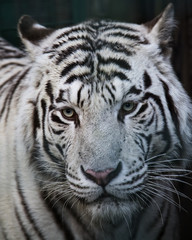 Plakat White tiger