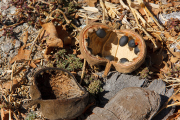Baobab tree fruit and seeds fallen on the ground