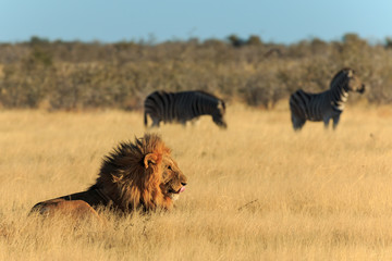 Lion licking his mouth, zebras background have nog fear