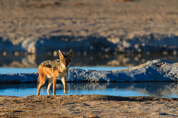 Fototapeta premium Black backed jackal leaving water hole