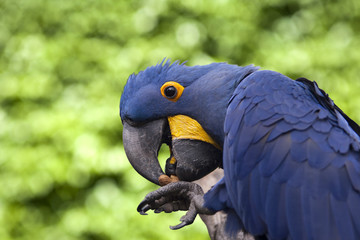 Blue parrot eating a peanut. nature background.