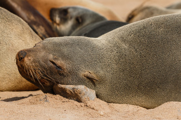 Fototapeta premium Cape fur seal resting on a stone