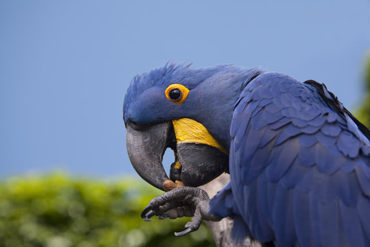 Fototapeta Blue parrot eating a peanut. Sky background.