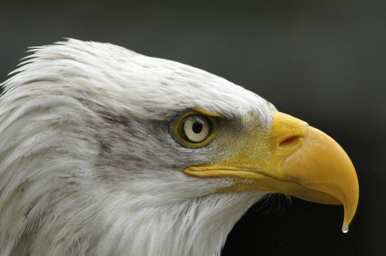 Amerikaanse zeearend met druppel aan zijn bek.