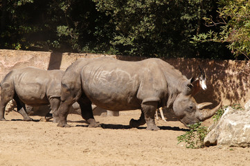 Fototapeta premium Rhinocéros blanc adulte et jeune
