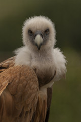 Vale gier kijkt naar je.