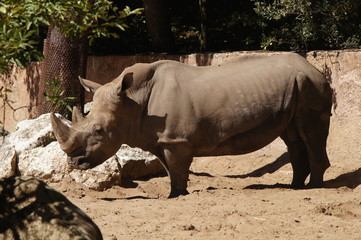 Obraz premium Rhinocéros blanc adulte