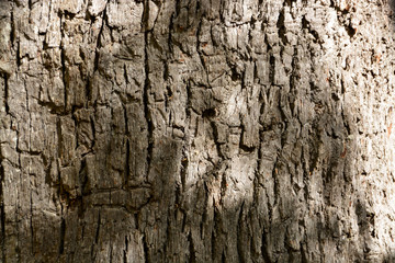 detalle de la corteza de un arbol