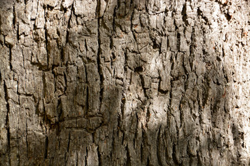 detalle de la corteza de un arbol