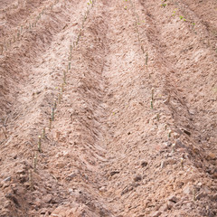start cultivation Cassava or manioc plant field at Thailand