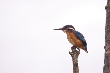 Martin-pêcheur 4
