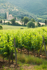 Fototapeta na wymiar Old monastery Sant'Antimo among the vineyards in Tuscany, Italy
