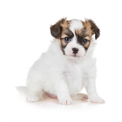 Cute puppy of breed papillon