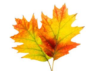 Naklejka na ściany i meble Autumn leaves decorative