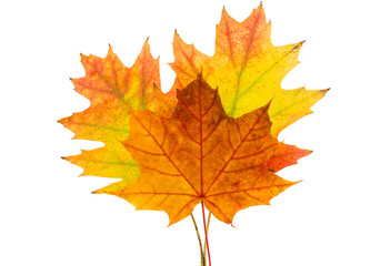 Autumn leaves decorative