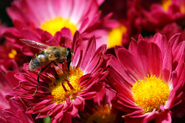 bee on flower