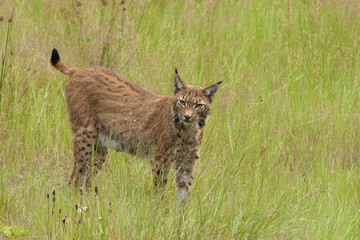European Lynx