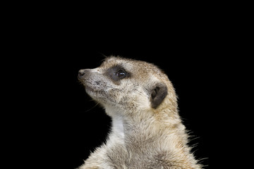 Watchful Meerkat