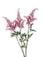 Bouquet of pink Astilbe