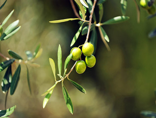 Olive tree with olives, mediterranean product