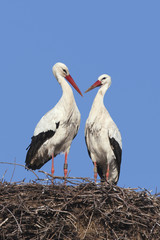 White stork couple