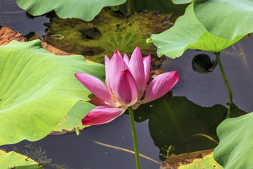 Pink Lotus Flower Close Up Beijing China