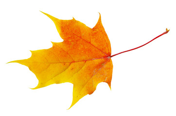 autumn maple leaf
