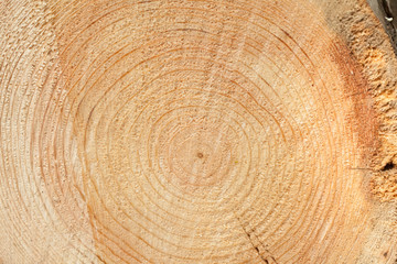 Naklejka premium Woodgrain