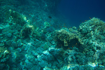 Coral Sea