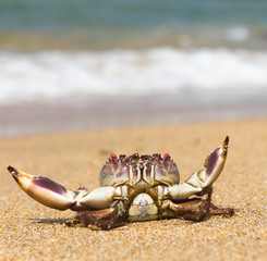 Menacing Eyes Seafood Posing